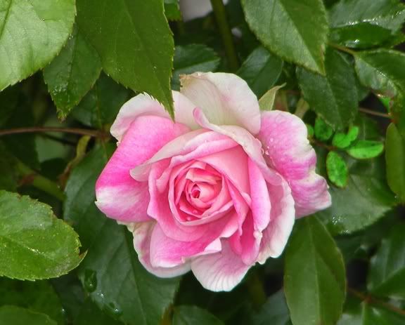 Brilliant Pink Iceberg